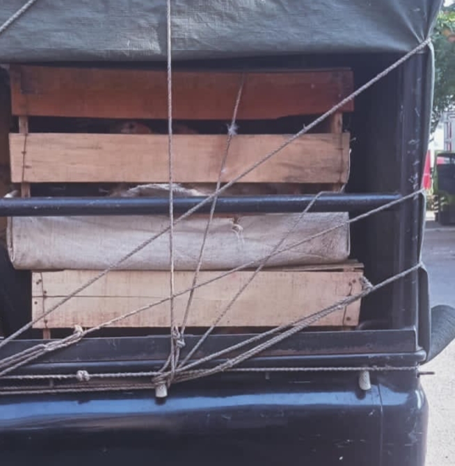 Sopir Pickup Keluhkan Buruknya Pelayanan Karantina Hewan di Merak, Diminta Putar Balik atau Jual Bebek