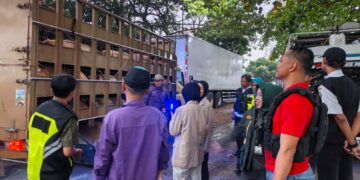 Operasi Gabungan Pengawasan Lalu Lintas Hewan Digelar di Pelabuhan Merak Jelang Idul Adha